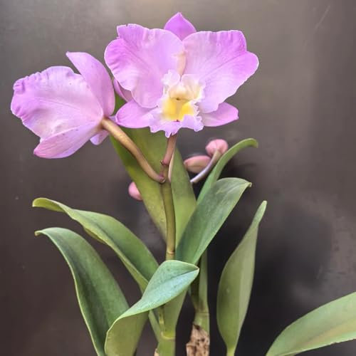 Cattleya Orchidee Pflanze Samen， pflanzentopf，schattenpflanzen deko garten，Wunderschön leuchtende Blumen mit bonsai topf，gartendeko für draußen samen anzucht，kübelpflanzen 50pcs
