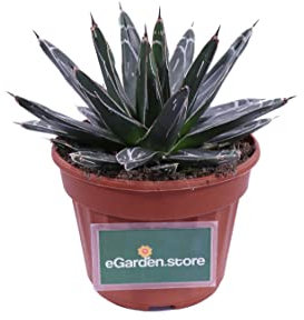 Pianta di Agave pianta grassa pianta da esterno pianta ornamentale di Agave pianta succulenta pianta con spine pianta vera venduta da eGarden.store (Agave Regina Vittoria)