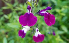 Salvia Cherry Lips | 3 Plug Plants | Perennial Plants
