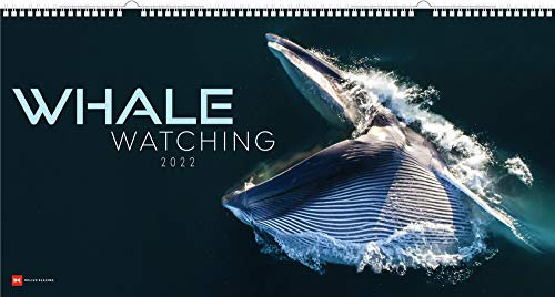 Whale watching - Limitierter Kalender im Panoramaformat - Kalender 2022 - Delius-Klasing-Verlag - Wandkalender mit faszinierenden Aufnahmen - 100 cm x 52 cm