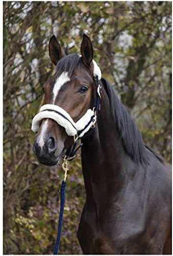 Covalliero Halfter Dark Navy HW 2022, Größe:Pony