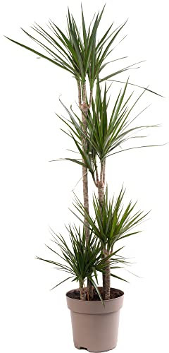 Dragon Tree Large Indoor House Plant Real Evergreen Tall Exotic Big Rare Plants (160-180cm (Incl. Pot))