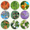 645 pezzi semi di albero mix piante sempreverdi semi di albero resistenti mix giardino per bonzai albero decorazione vegetale piante in vaso resistente perenne esotico