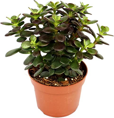 Crassula Ovata Planta Resisitente a Altas Temperaturas