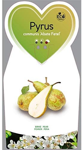 Birnbaum - Pyrus communis 'Abate Fetel' /'Abbé Fétel' ca. 120 cm