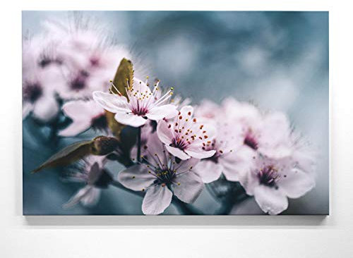 Bezaubernde Frühlingsblüher, Rosa Kirschblüte - als großes XXL Leinwand-Bild 120x80cm. Ideal als Hintergrund und Dekoration für Wohnzimmer & Schlafzimmer. Aufgespannt auf 2cm Holzrahmen
