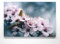 Bezaubernde Frühlingsblüher, Rosa Kirschblüte - als großes XXL Leinwand-Bild 120x80cm. Ideal als Hintergrund und Dekoration für Wohnzimmer & Schlafzimmer. Aufgespannt auf 2cm Holzrahmen