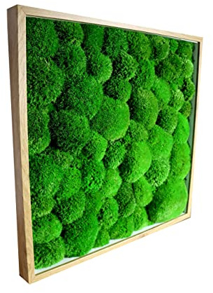 Hello Moss Moosbild - Rahmen mit Moos - Bilderrahmen mit Kugelmoos, Polstermoos - Moosbilder für Ihr Haus - verschiedene Großen - Handgefertigt Mooswand - Einzigartige Wanddeko (Weiß, 25x25cm)