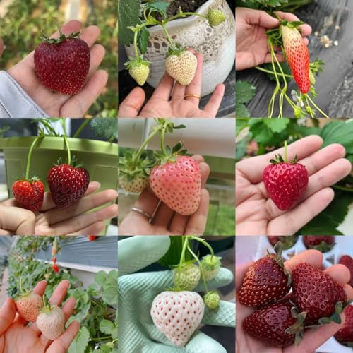 200 pcs Erdbeeren Pflanzen Hochbeete Für Garten, Seeds Erdbeer Samen Bio, Erdbeeren Pflanzen Säulen Obstbäume, Hochbeet Balkon Obstbäume Kaufen, Zimmergewächshaus frisches obst balkonpflanzen
