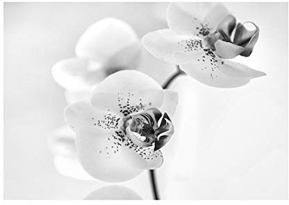 Wee Blue Coo Photo Nature Plant Orchid Flower Black White Wall Art Print