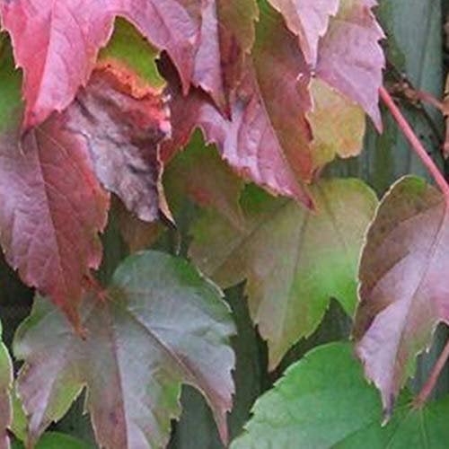 Parthenocissus Tricuspidata ' Veitchii' - Selbstklimmer Wein 60-80 cm Pflanzcontainer