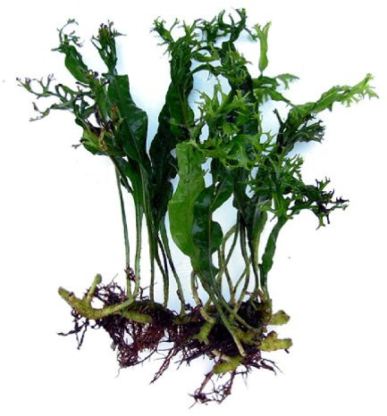 SubstrateSource Lace Java Fern Windelov Live Aquarium Plant Microsorum pteropus
