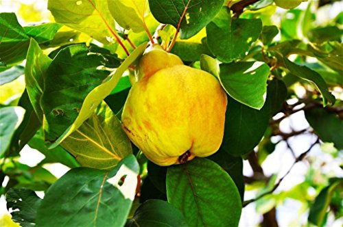 ALBERO DI MELO SIMILE -MALUS DOMESTICA-COTOGNO- pianta vera da frutto da esterno