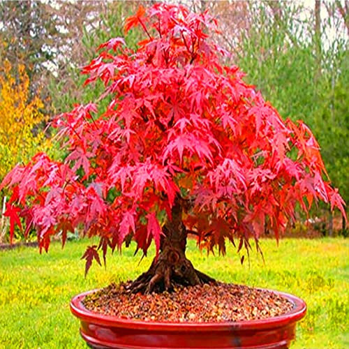 AchidistviQ 50 Piezas De Semillas De árbol De Arce Rojo Semillas De Bonsái De Arce Rojo Japonés para Planta En Maceta De Interior Al Aire Libre Plantación De Jardín En Casa Semillas de Arce Rojo