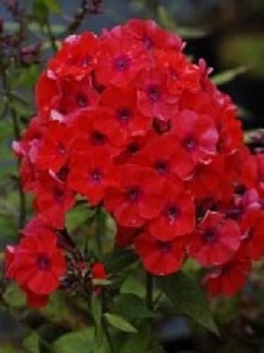 Phlox Paniculata Adessa® 'Special Fire' Perennial Garden Plug Plants Pack x6
