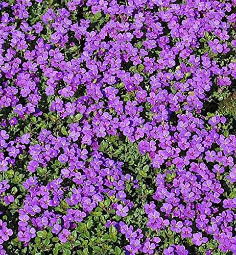 Blaukissen Hamburger Stadtpark - Aubrieta cultorum - lebende Gartenpflanze aus den Baumschulen