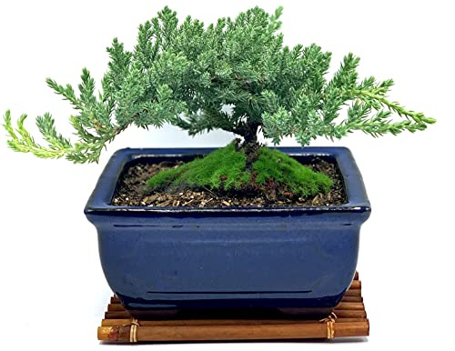Live Dwarf Juniper Bonsai Tree 7 Year Old with Hand-Made Bamboo Stand | Juniper or Jade Bonsai Tree | Indoor/Outdoor | 100% Handcrafted| Home and Office Décor | Best Gift for Holiday