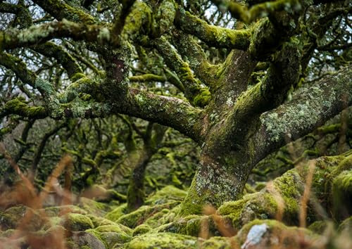 Grußkarte, Baum, Landschaft und Natur. Die alten Eichen aus Wistman's Wood.