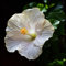 Hibiscus Pflanzen zwiebeln,Hibiscus Pflanzen,winterharte pflanzen,die das ganze Jahr über blühen,mehrjährige krautige Pflanzen,hibiskus pflanzen(kältebeständig,nicht künstlich)-4zwiebeln-E