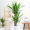YouGarden Yucca 2 Stem, One Stem 5cm Tall and The Other 12cm Tall, Established Houseplant in 17cm Pot, 70cm Tall, Supplied as Yucca Houseplant, Perfect for Homes and Offices Easy to Care
