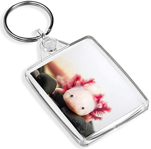 1 x Axolotl Aquarium Dragon Fish -Keyring - IP02 - Mum Dad Kids #3066