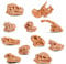cobee Mini Dinosaurier Kopf Skelett Spielzeug, 11 STÜCKE Prähistorischer Tierschädel für Sandkasten Dino Kopf Modell Dinosaurier Knochen Spielsets Dinosaurier Figuren Puppenhaus Dekoration für Kinder