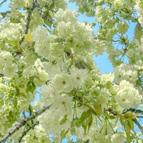 semi di ciliegio ornamentale - ciliegio ornamentale - piante a precoce, semi biologici piante da giardino roccioso, di perenni resistenti alla copertura del terreno fiori da 80pcs