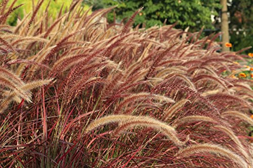 Pennisetum Alopecuroides VAR. viridescens 20 Seeds, Fountain Grass