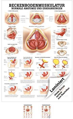 Sport-Tec Beckenbodenmuskulatur Mini-Poster Anatomie 34x24 cm medizinische Lehrmittel