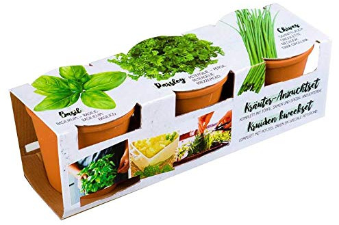 Florex Herbes aromatiques et pots en terre cuite