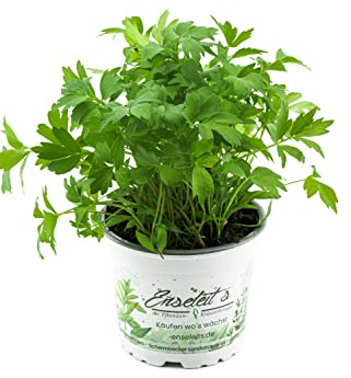 Liebstöckel Pflanze, Levisticum officinale, Maggikraut, frisch für die Küche