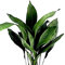 Planta natural Aspidistra. Pilistra. Altura 70-80 cm. Segura Garden. La aspidistra es una planta resistente, de bajo mantenimiento y purificadora de aire, ideal para jardines.