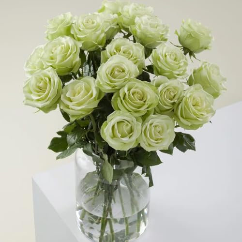 Rosales trepadores resistentes - semillas flores de jardín plantas en macetas resistentes semillas de rosal trepador bonsái de interior semillas de flores semillas de hierbas jardín de 200pcs