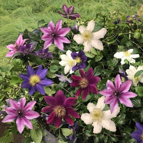 100 Stück gemischte Clematis-Blumensamen