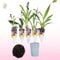 Mini Orchideen, 5 Zimmerpflanzen Mischung aus Holland. Mix von 5 Farben (Gelb, Braun, Rosa, Weiß). 15-20cm hoch mit Blüten Cambria, Colmonara, Brassia (keine künstliche Orchidee ohne Dünger und Topf)