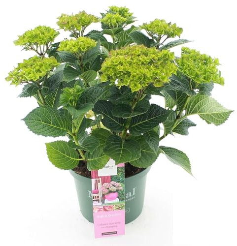 Hortensie 'Magical® Greenfire' - mehrfarbige Blüte - 5 Liter Topf
