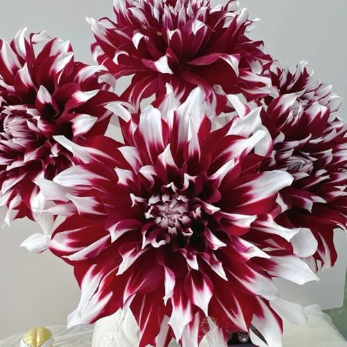 3zwiebeln dahlien - exotische dahlienknollen kaufen, deko blumenzwiebel frühlingsblumen für sonnige plätze