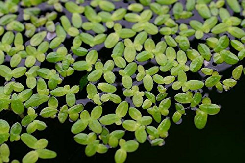 Lemna Minor Wasserlinse