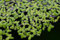 Lemna Minor Wasserlinse