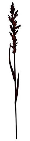 Wunderschöner & Hochwertiger Gartenstecker – Rost Blume/Blumenstecker – Große Auswahl – Edelrost Dekoblume – Metall Gartendeko (Gras - Länge 100cm)