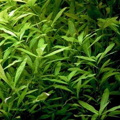 Hygrophila polysperma plante aquarium vert