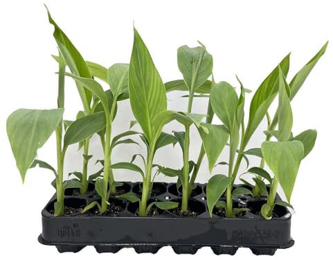 Musa Basjoo Jungpflanzen Winterharte Banane 12er-Set