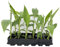 Musa Basjoo Jungpflanzen Winterharte Banane 12er-Set