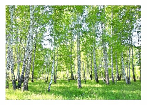 WallArena - Fotomural de no tejido Bosque 250x175 cm - Fotomurales - Papeles pintados - para salón dormitorio - Vinilo adhesivo mural Papel tapiz 3D efecto - incluye cola - Naturaleza de abedul verde