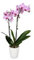 SendaBunch Orchid Plant Range - Parent (Phalaenopsis Twin Spiked Pink Live Moth Orchid)