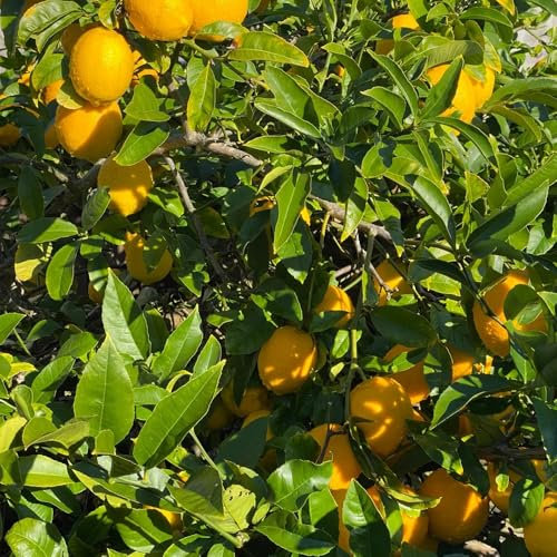 semi biologici di limone, piante rampicanti resistenti semi di frutta piante esotiche resistenti alberi da frutto nani da giardino interno biologici per il giardino frutta fresca 200pcs