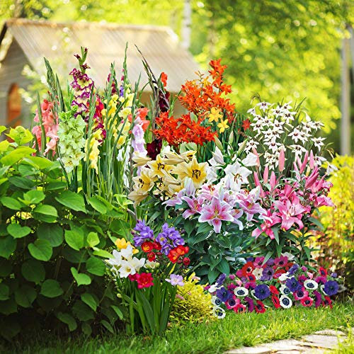 Summer Colour Bulb Collection Half-Hardy Summer Flowering Perennial Garden Plants 6 Colourful Varieties Perfect for Borders, 100 Bulbs Summer Colour Bulb Collection by Thompson and Morgan (100)