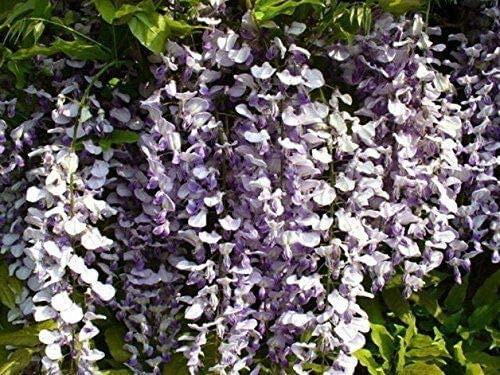 Chinesischer Blauregen Wisteria sinensis Pflanze 5-10cm Glyzine Glyzinie