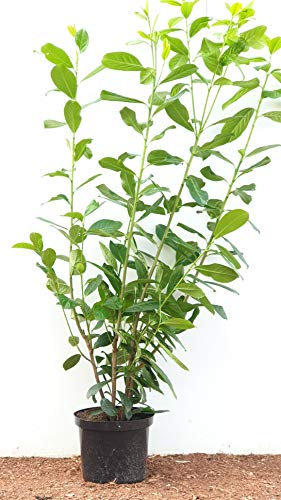 Kirschlorbeer Heckenpflanzen immergrün Sichtschutz Prunus lauroc.'Novita' im Topf gewachsen 100-120cm (5 Stück)
