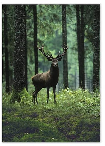 H3898 Foto Bild Poster Wandkunst Dekor Hirsch Hirsch Wald Landschaft 50x70cm